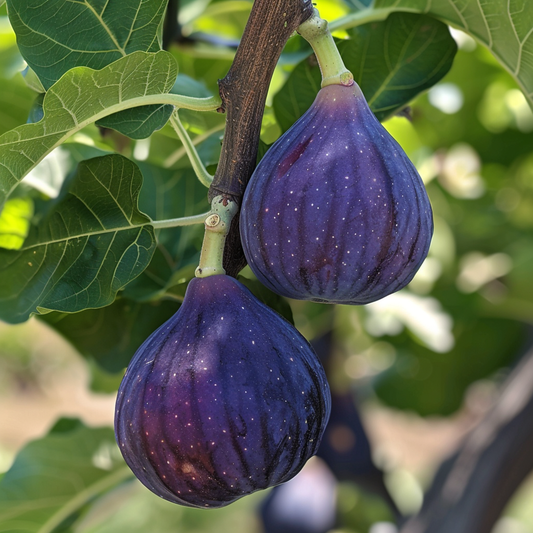 Texas Blue Giant Fig